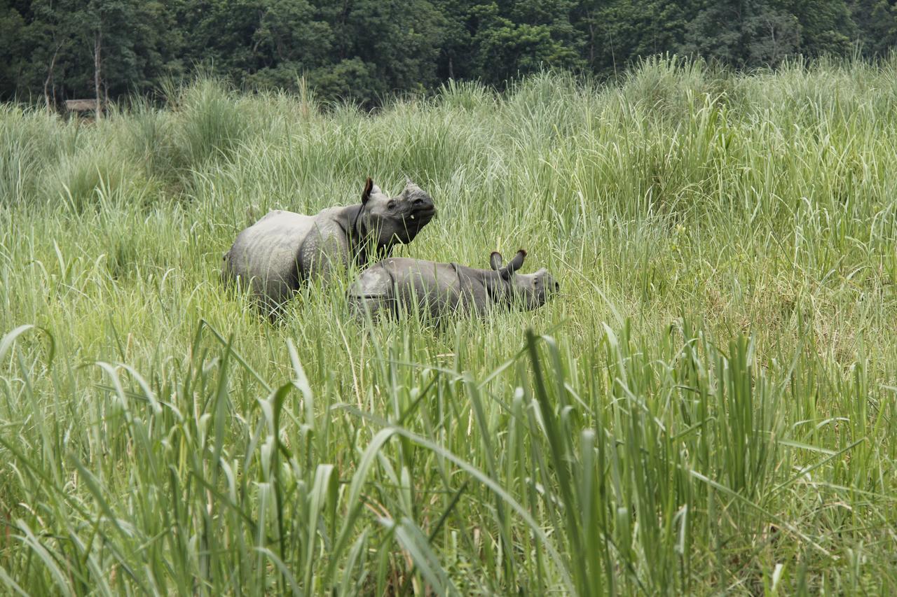 Rhino Land Jungle Lodge Sauraha Zewnętrze zdjęcie