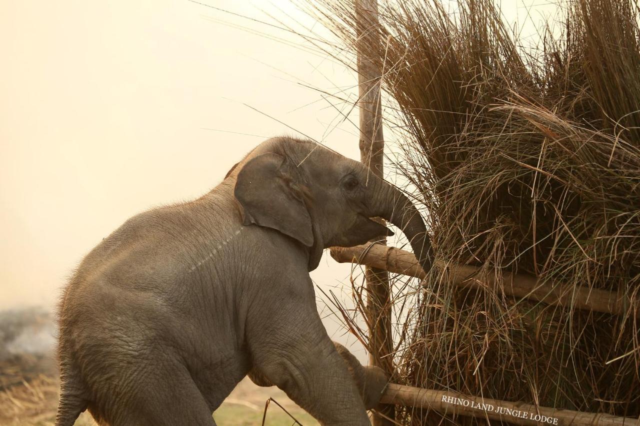 Rhino Land Jungle Lodge Sauraha Zewnętrze zdjęcie