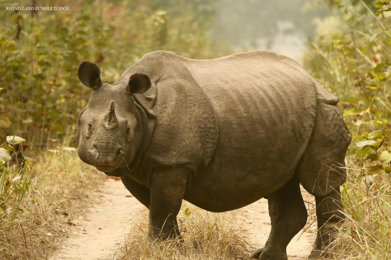 Rhino Land Jungle Lodge Sauraha Zewnętrze zdjęcie